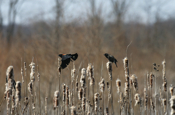 Flight Red-winged Blackbirds