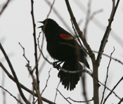 Red Winged Black Bird