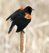 Red Winged Blackbird Display 