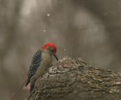 Red Bellied Woodpecker
