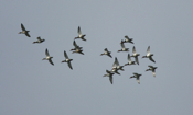 Inflight Redhead Ducks
