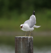 Ring-billed Gull Calling