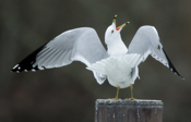 Alert Ring-billed Gull