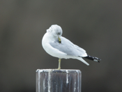 Grooming Ring-billed Gull
