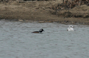 Ring-billed Gull