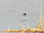 Male Ring-necked Duck