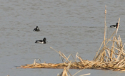 Ring-necked Ducks