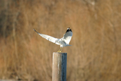Ring-billed Gull