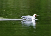 Ring-billed Gull Mouth Full