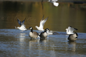 Get-a-way Ring-billed Gull