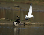 Mouthful for Ring-billed Gull