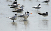Royal Terns at Rest
