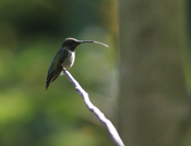 Ruby-throated Hummingbird Tongue