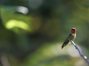 Male Ruby-throated Hummingbird
