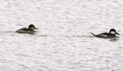 Pair Ruddy Ducks