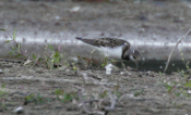 Probing Ruddy Turnstone