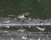 Sandpiper and Ruddy Turnstone