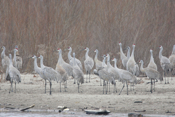 Sandhill Crane Behaviors