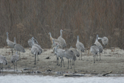 A Tall Sandhill Crane