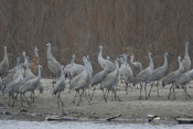 Sandhill Crane Incoming Response