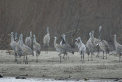 Sandhill Crane Interactions