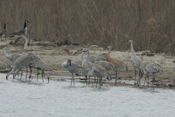 Sandhill Crane Juvenile