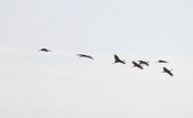 Sandhill Crane Leader