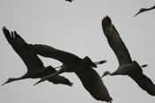 Sandhill Cranes Inflight