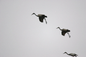 Sandhill Cranes Landing