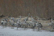 Another Sandhill Crane Photo