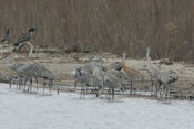 Spectacular Sandhill Crane Juvenile