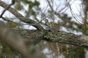 Yellow-bellied Sapsucker Rear View