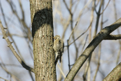 Sapsucker Holes