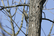 Sideview Sapsucker