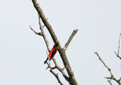 Scarlet Tanager