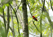 Special Scarlet Tanager