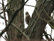 Sharp-shinned Hawk
