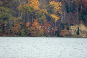 Bonaparte's Gull Flock