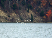 Flock of Bonaparte's Gulls