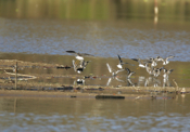 Shorebird Excitement