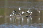 Landing Shorebirds