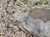Snapping Turtle ""
