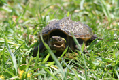 Snapper Juvenile
