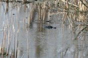 Snapping Turtle "Mud Cruising"