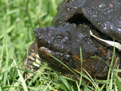 Snapping Turtle "Head Shot"