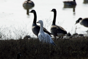 Snow Goose Comparative Shot