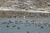 A Piece of Snow in a Field of Geese