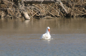Domestic Greylag Goose