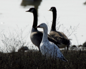 Snow Goose Again