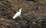 Snowy Egret on Ground
